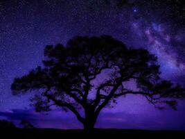 une majestueux arbre silhouette contre une toile de fond de le vaste nuit ciel rempli avec étoiles ai généré photo