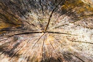 proche en haut de bois texture photo