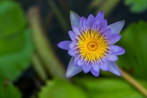 proche en haut de lotus fleur nénuphar photo