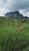 fleurs sur le Contexte de rochers et montagnes photo