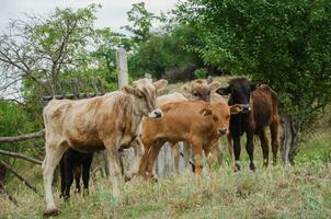 vaches et veaux sur le courir dans été. haute qualité photo