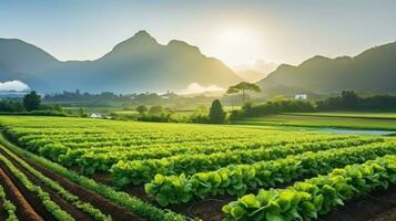 agricole industrie. croissance salade salade sur champ. génératif ai. photo