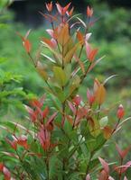 magnifique fleur les plantes avec Naturel Frais vue photo