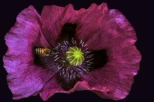 une macro image de une commun coquelicot avec une abeille approchant le centre photo