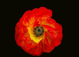 une brillamment rouge renoncule fleur photographié de au dessus photo
