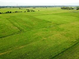 aérien photographier, vert riz des champs dans rural domaines, Thaïlande photo