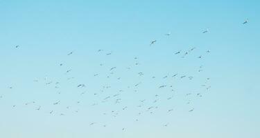 une troupeau de des oiseaux en volant dans le bleu ciel photo