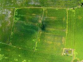 vert riz des champs dans Asie, aérien photographies de drones photo