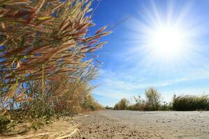 route, herbe fleurs et brillant bleu ciel, jour soleil. photo