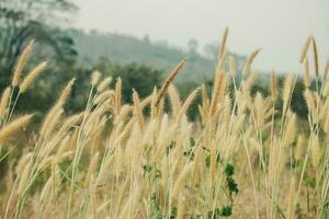 magnifique herbe fleurs dans le Matin nature, Naturel Contexte photo