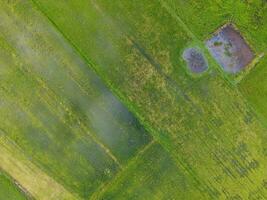 aérien photographier, vert riz des champs dans rural domaines, Thaïlande photo