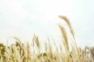 magnifique Frais Prairie dans le matin, Naturel Contexte. photo