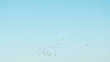 une troupeau de des oiseaux en volant dans le bleu ciel photo