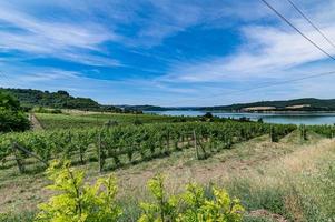 vignoble au bord du lac pour la production de raisins photo