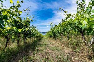 vignoble au bord du lac pour la production de raisins photo