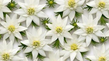 edelweiss fleur à motifs Contexte. fleur texture Contexte. génératif ai photo