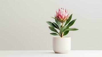 photo de protea fleur dans pot isolé sur blanc Contexte. génératif ai