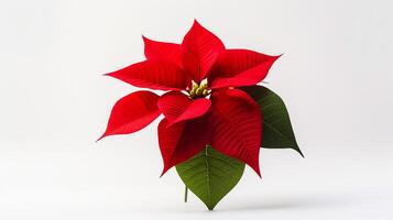 photo de poinsettia fleur dans pot isolé sur blanc Contexte. génératif ai