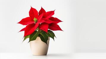 photo de poinsettia fleur dans pot isolé sur blanc Contexte. génératif ai