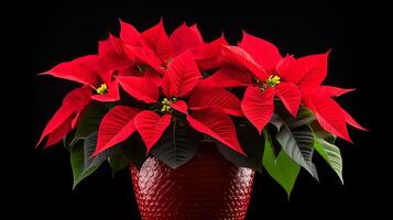 photo de poinsettia fleur dans pot isolé sur blanc Contexte. génératif ai