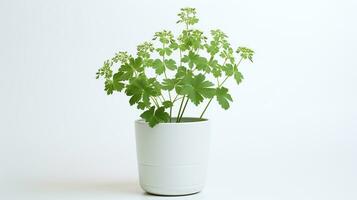 photo de Prairie rue fleur dans pot isolé sur blanc Contexte. génératif ai