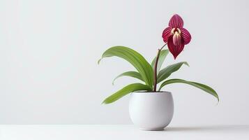 photo de mesdames pantoufle fleur dans pot isolé sur blanc Contexte. génératif ai