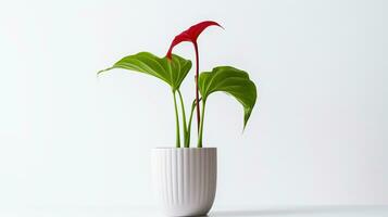 photo de jack-in-the-pulpi fleur dans pot isolé sur blanc Contexte. génératif ai