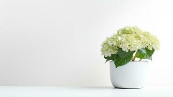 photo de hortensia fleur dans pot isolé sur blanc Contexte. génératif ai