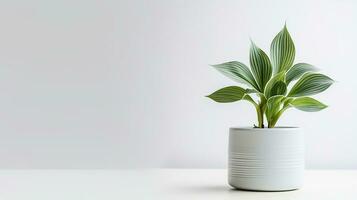 photo de hosta fleur dans pot isolé sur blanc Contexte. génératif ai