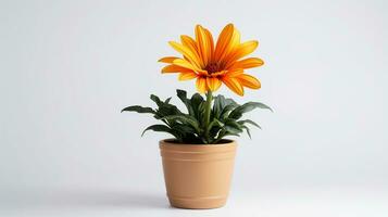 photo de gazania fleur dans pot isolé sur blanc Contexte. génératif ai