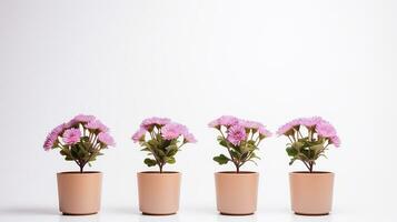 photo de quatre fleur dans pot isolé sur blanc Contexte. génératif ai