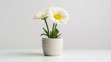 photo de Marguerite fleur dans pot isolé sur blanc Contexte. génératif ai