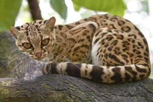 Margay assis sur la branche dans la forêt tropicale photo