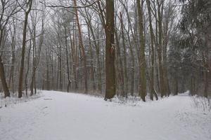 paysage de forêt d'hiver photo