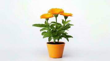 photo de calendula fleur dans pot isolé sur blanc Contexte. génératif ai