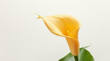 photo de magnifique zantedeschia calla fleur isolé sur blanc Contexte. génératif ai