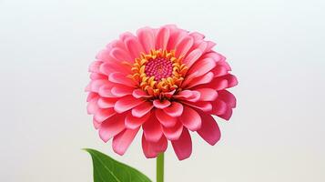 photo de magnifique zinnia fleur isolé sur blanc Contexte. génératif ai