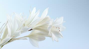 photo de magnifique yucca fleur isolé sur blanc Contexte. génératif ai