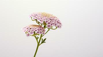 photo de magnifique achillée fleur isolé sur blanc Contexte. génératif ai