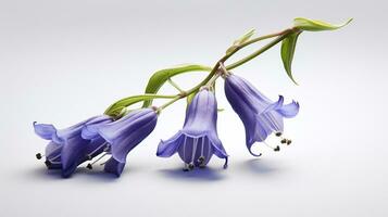 photo de magnifique Virginie jacinthe des bois fleur isolé sur blanc Contexte. génératif ai