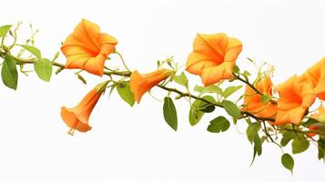 photo de magnifique trompette vigne fleur isolé sur blanc Contexte. génératif ai