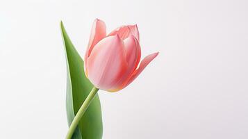 photo de magnifique tulipe fleur isolé sur blanc Contexte. génératif ai