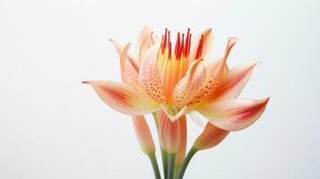 photo de magnifique torche lis fleur isolé sur blanc Contexte. génératif ai