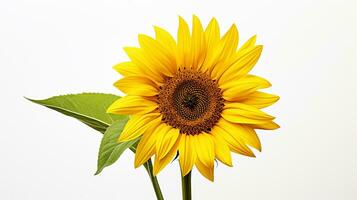 photo de magnifique tournesol isolé sur blanc Contexte. génératif ai