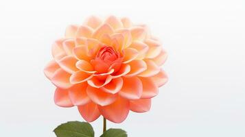 photo de magnifique Soleil Rose fleur isolé sur blanc Contexte. génératif ai