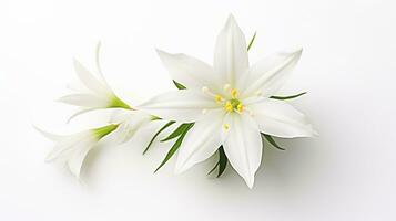 photo de magnifique étoile de Bethléem fleur isolé sur blanc Contexte. génératif ai