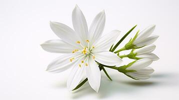 photo de magnifique étoile de Bethléem fleur isolé sur blanc Contexte. génératif ai