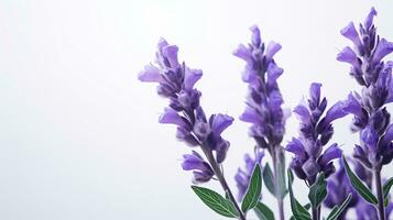 photo de magnifique salvia fleur isolé sur blanc Contexte. génératif ai