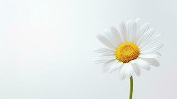 photo de magnifique shasta Marguerite fleur isolé sur blanc Contexte. génératif ai