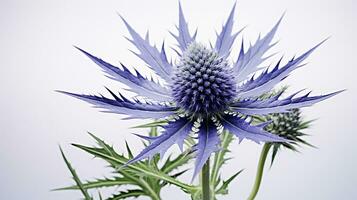 photo de magnifique mer houx fleur isolé sur blanc Contexte. génératif ai